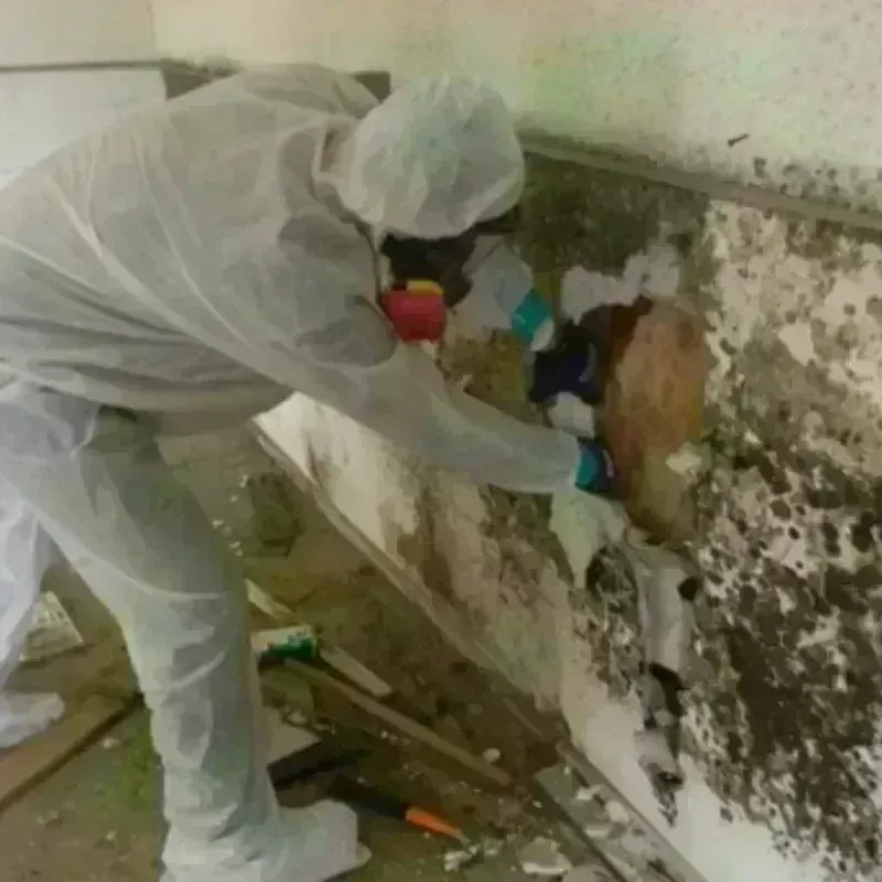 Mold Remediation and Removal in Kirbyville, TX